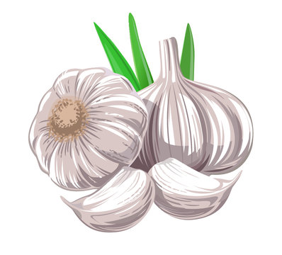Garlic with leaves. Simple version. 