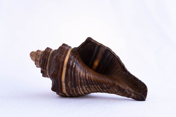 caracol de mar sobre fondo blanco