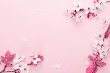 Fototapeta premium April floral nature. Spring blossom and may flowers on pink. For banner, branches of blossoming cherry against background. Dreamy romantic image, landscape panorama, copy space.