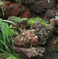 Woodlands still life with moss growing on rocks and vegetation on the forest floor