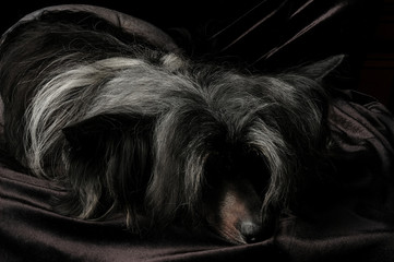 Chinese Crested Dog, male, hairless. Portrait of a puppy.