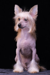 Chinese Crested Dog, male, hairless. Portrait of a puppy.