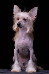 Chinese Crested Dog, male, hairless. Portrait of a puppy.