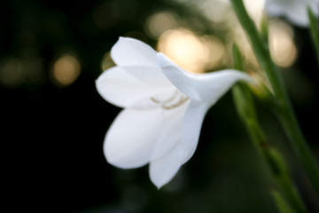 Isolated and colorful flower at home