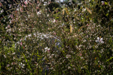 Gardening among the plants amidst an explosion of flowers on a sunny day