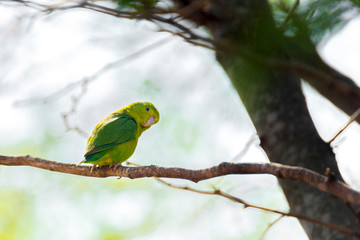 Green Bird