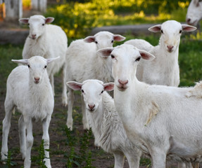 Fototapeta na wymiar Flock of sheep with baby lambs in wildflower pasture