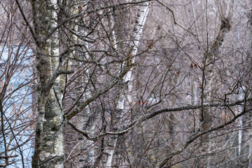 Trees, spring. View from the window during COVID-19