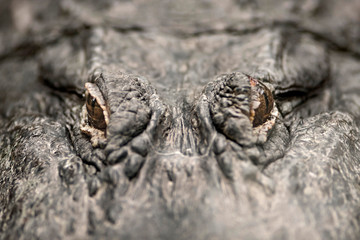 alligator caiman crocodile