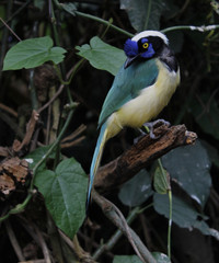 blue tit on branch