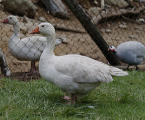 white goose on a green grass