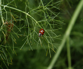 ladybug on green grass