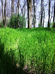 Bright tall young green grass in the forest in summer.