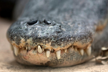 Fototapeta premium alligator crocodile caiman 