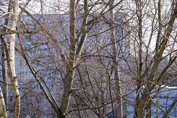 Trees, spring. View from the window during COVID-19