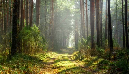 Fotobehang Zonnestralen over een pad in het bos © alexugalek