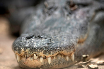 Fototapeta premium alligator crocodile caiman 