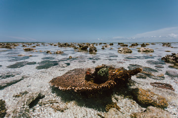 Semporna, Sabah, Malaysia - 26 April 2020 - Coral reef