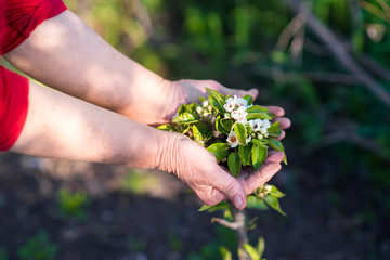 woman Hands Holding Green Plant Over Nature Background