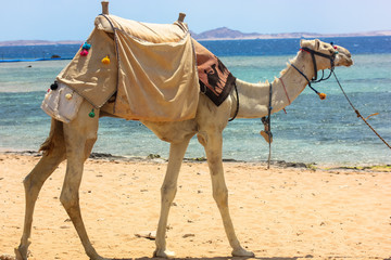 Camel on the sandy shore of the Red Sea during summer vacation in Sharm El Sheikh, Egypt