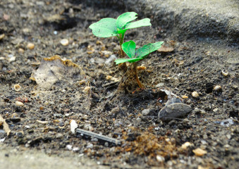 Young plant, seen from afar.