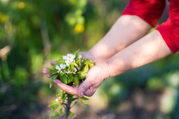 woman Hands Holding Green Plant Over Nature Background