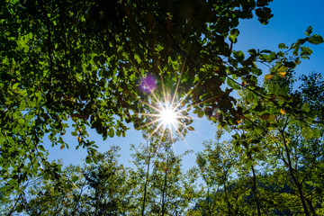 Obraz premium Italy, Trentino Alto Adige, Non valley - 15 september 2019 - Star light effect between the leaves