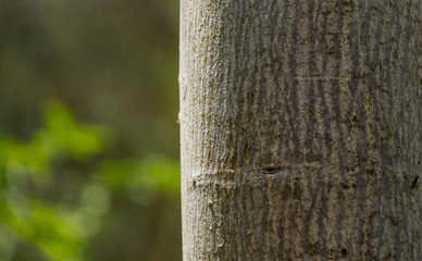 Gray bark of Walnut tree (Juglans regia) trunk on green blurred background. Bark surface as original natural texture for background. Nature concept for design. Selective focus
