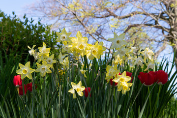 Yellow with white trumpet daffodils (also known as Narcissus) and red tulip flowers. Fresh Spring theme panorama background template. Selective focus.