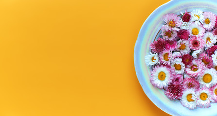 callistephus chinensis flowers in a plate on an orange background, flat lay, layout