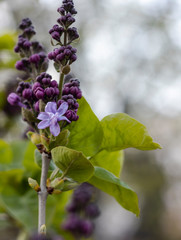 blossoming lilac flower on a blurred background