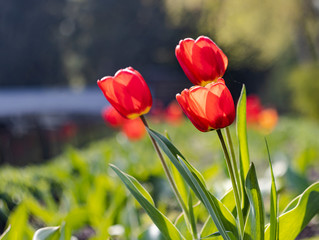 red tulips on a green blurred background