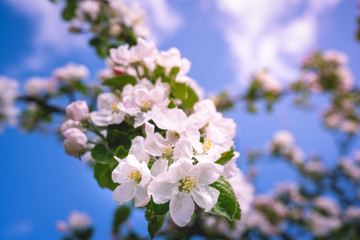 Wilde Apfelblüten mit einem blauen Himmel und Bokeh