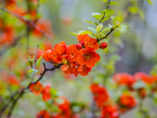 Red flowers on a tree branch on a blurous background