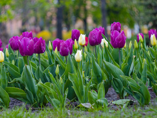 lilac tulips in the sun on a green blurred background