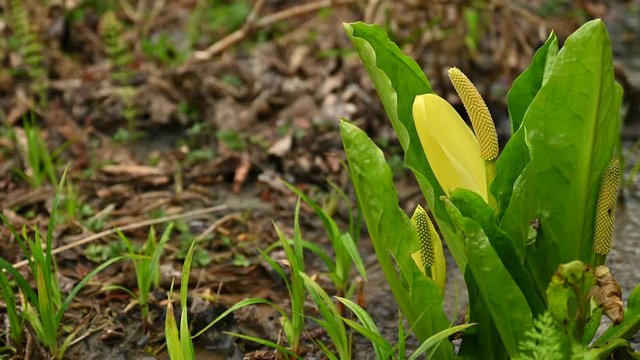American skunk cabbage (Lysichiton americanus), also called western skunk cabbage, yellow skunk cabbage or swamp lantern, in its natural habitat, a wet and woody place