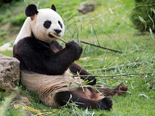 panda © beatrix kido