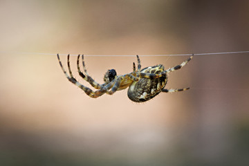 eine Spinne