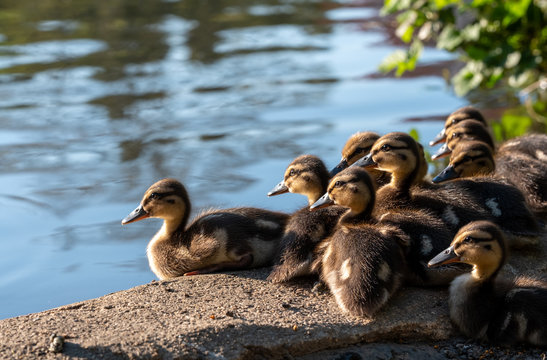 Newly born ducklings in the lake at Pinner Memorial Park, Pinner, Middlesex, north west London UK, photographed on a sunny spring day. 