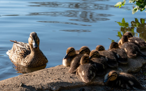 Newly born ducklings in the lake at Pinner Memorial Park, Pinner, Middlesex, north west London UK, photographed on a sunny spring day. 