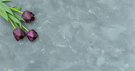 Bouquet of three purple-black tulips Black Prince on  the left side of the grey concrete background.