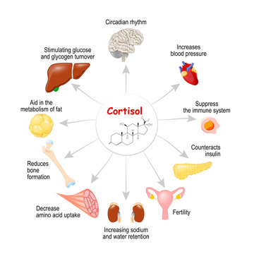 cortisol in the body.