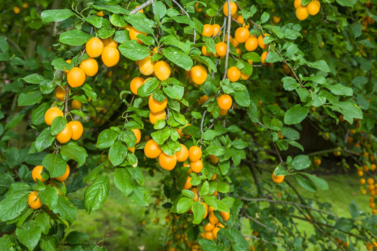 Ripe Mirabelle Plums On Fruit Tree In UK Orchard Garden