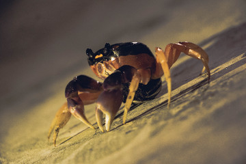 crab on the beach