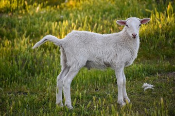 Fototapeta premium Cute white baby lamb pink ears in field ofwildflowers