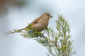 A beautiful greenfinch bird on a juniper branch, which is covered with blue berries. Female greenfinch on the naural background