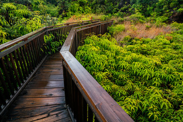 Fototapeta na wymiar A wooded walk through native plants in Hawaii Volcanoes National Park. 