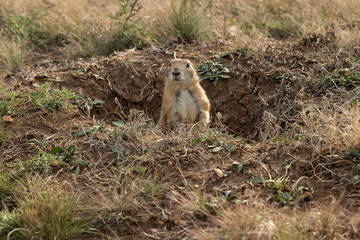 Alert Praire Dog peaking out of his den