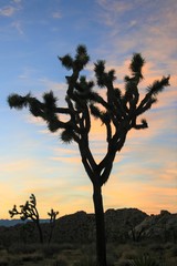 Joshua tree