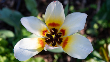 Fototapeta na wymiar Close up of white tulip with a yellow orange center. Beautiful panorma spring template. Tulip petals.